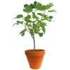 Ficus Carica 150-170 Hoog, In 27cm-pot -Exporteren Tuin Helper Winkel ficus carica 150 170 hoog in 27cm pot 1000x1000 625410af61732 l