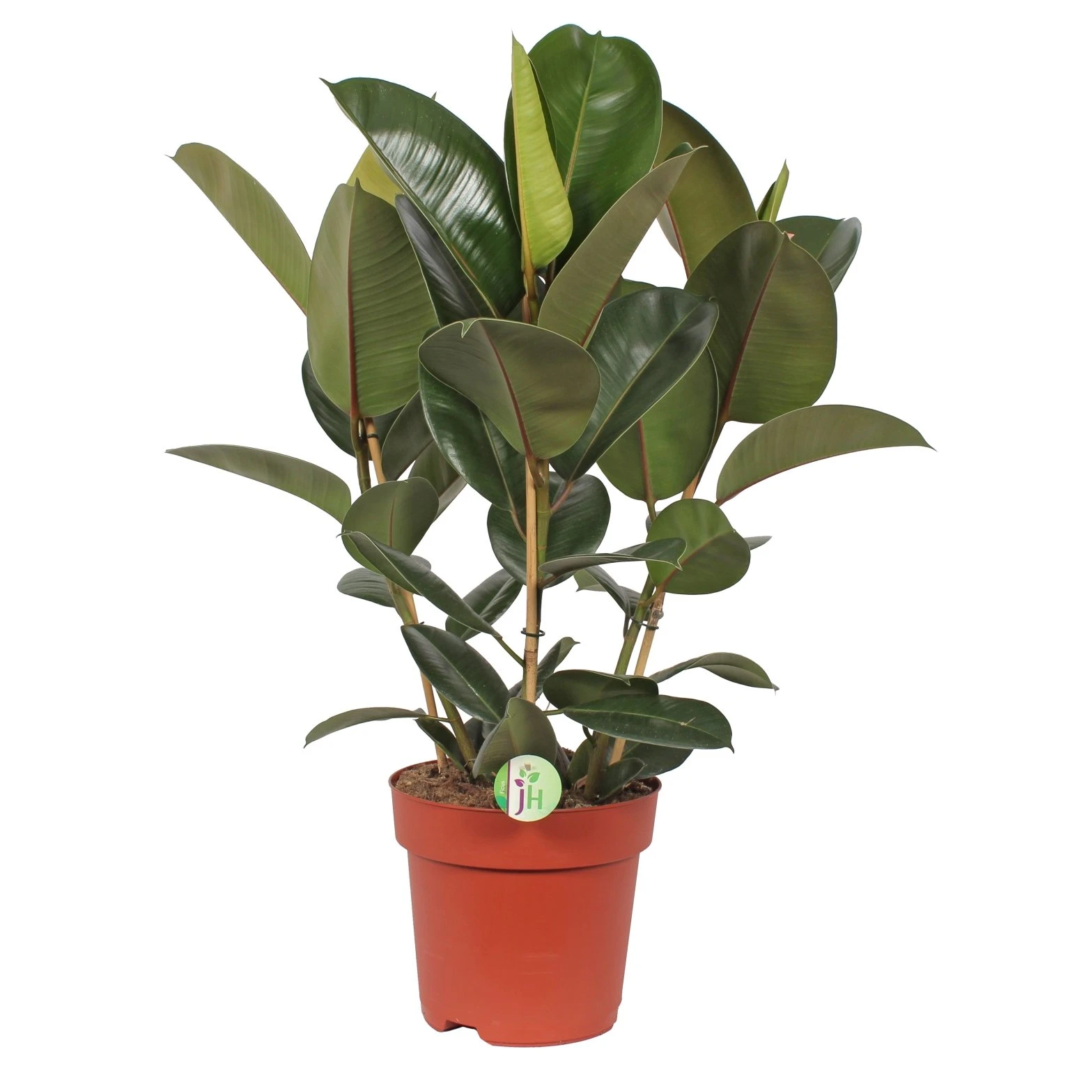 Ficus Elastica 'Robusta', In 27cm-pot 85cm Hoog 3 Ficus Elastica 'Robusta', In 27cm-pot 85cm Hoog