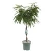 Ficus Mahori, In 27cm-pot 1 Ficus Mahori, In 27cm-pot -Exporteren Tuin Helper Winkel ficus mahori in 27cm pot 600x487 61fce4708caec l
