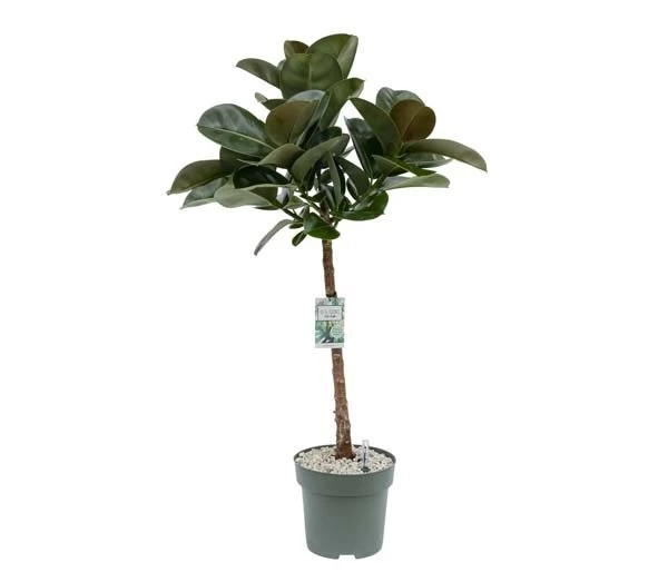 Ficus Makana, In 27cm-pot 3 Ficus Makana, In 27cm-pot