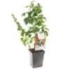 Fruit Kwartet (Ribes / Rubus Fruit Kwartet - Draag), In Pot 1 Fruit Kwartet (Ribes / Rubus Fruit Kwartet - Draag), In Pot -Exporteren Tuin Helper Winkel fruit kwartet ribes rubus fruit kwartet draag 1500x1500 623c768ec3eff l
