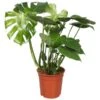 Gatenplant (Monstera Deliciosa), In 21cm-pot -Exporteren Tuin Helper Winkel gatenplant monstera deliciosa in 21cm pot 1610309993 l