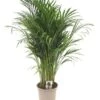 Goudpalm (Dypsis Lutescens), In 24cm-pot 120cm Hoog