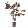 Hazelnotenboom (Corylus Avellana Roter Zeller), In Pot -Exporteren Tuin Helper Winkel hazelnoot corylus avellana roter zeller 1500x1500 623c768808f98 l