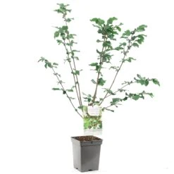 Hazelnotenboom (Corylus Avellana Webb's Prize Cob), In Pot