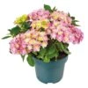 Hortensia Double Dutch, In 23cm-pot -Exporteren Tuin Helper Winkel hortensia double dutch in 23cm pot 1000x1000 641d68c0ec818 l