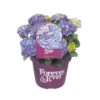 Hortensia Forever&Ever, In 23cm-pot 1 Hortensia Forever&Ever, In 23cm-pot -Exporteren Tuin Helper Winkel hortensia forever ever in 23cm pot 1000x1000 6427f57c35193 l