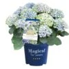 Hortensia Magical, In 23cm-pot -Exporteren Tuin Helper Winkel hortensia magical in 23cm pot 1000x1000 641d69dbe002f l