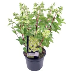 Hydrangea Paniculata, In 23cm-pot
