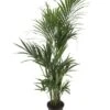 Kentiapalm, In 27cm-pot 170cm Hoog -Exporteren Tuin Helper Winkel kentiapalm 170cm hoog in 27cm pot 1616062792 l