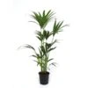 Kentiapalm, In 17cm-pot 70cm Hoog -Exporteren Tuin Helper Winkel kentiapalm 70cm hoog in 17cm pot 1610309948 l