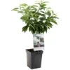 Kersenboom (Prunus Avium Dubbele Meikers Patio), In Pot -Exporteren Tuin Helper Winkel kers prunus avium dubbele meikers patio 1108x1108 623c76f10f03a l