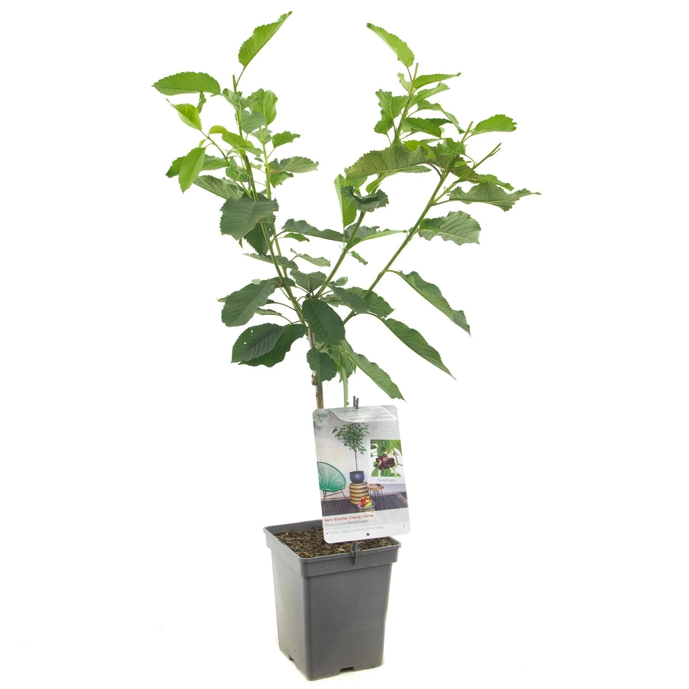 Kersenboom (Prunus Avium Hedelfinger Patio), In Pot 3 Kersenboom (Prunus Avium Hedelfinger Patio), In Pot