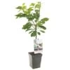 Kersenboom (Prunus Avium Regina Patio), In Pot -Exporteren Tuin Helper Winkel kers prunus avium regina patio 1500x1500 623c76f4622d7 l