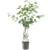 Kersenboom Wonder Tree Lapins -Exporteren Tuin Helper Winkel kersenboom wonder tree lapins 1500x1500 624ecce6343ee l