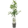 Kersenboom Wonder Tree Regina -Exporteren Tuin Helper Winkel kersenboom wonder tree regina 1500x1500 624eccfe76720 l
