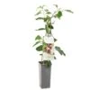 Kiwibes (Actinidia Arguta Ken's Red), In Pot -Exporteren Tuin Helper Winkel kiwibes actinidia arguta ken s red 1500x1501 623c76d6ddb50 l