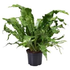 Krokodillenvaren (Microsorum Crocodyllus), In 23cm-pot