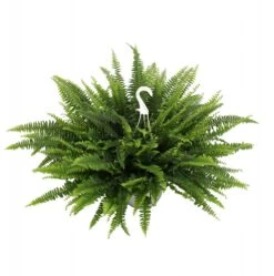 Krulvaren (Nephrolepis), In 19cm-hangpot