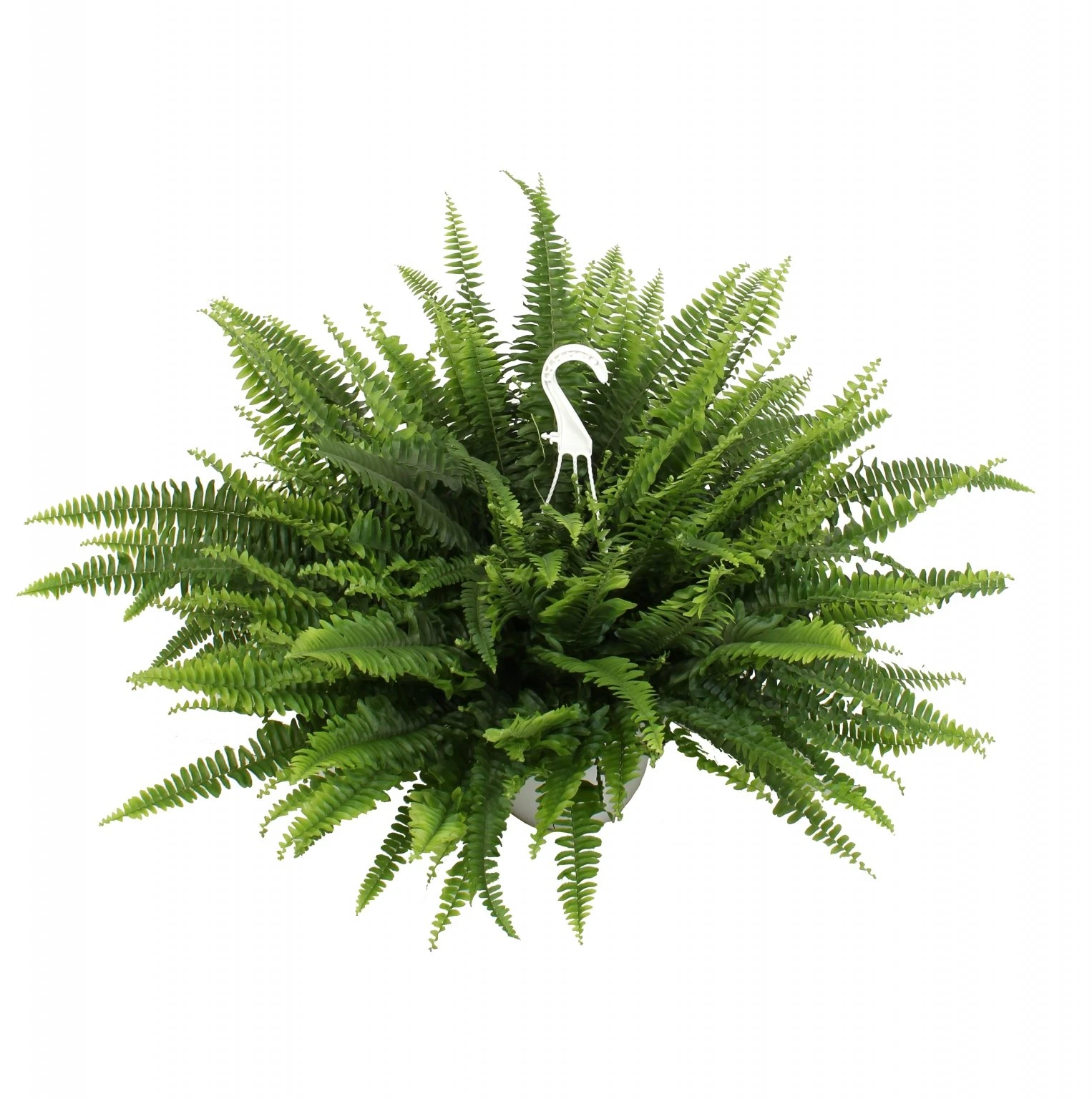 Krulvaren (Nephrolepis), In 19cm-hangpot 3 Krulvaren (Nephrolepis), In 19cm-hangpot