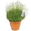 Lavendel 2 Lavendel -Exporteren Tuin Helper Winkel lavendel 1000x1000 649ea042de58b l