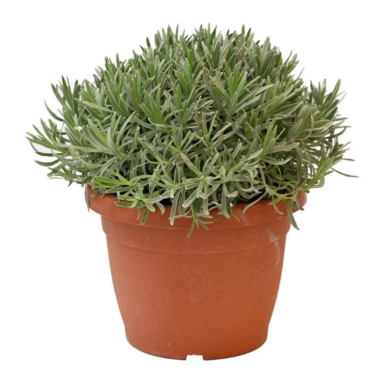 Lavendel, In 25cm-pot 4 Lavendel, In 25cm-pot - Afbeelding 2