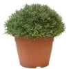 Lavendel, In 35cm-pot 1 Lavendel, In 35cm-pot -Exporteren Tuin Helper Winkel lavendel in 35cm pot 800x800 622735622b68f l