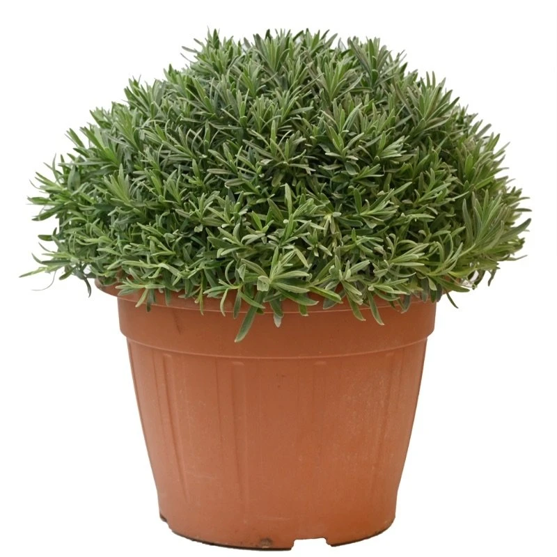Lavendel, In 35cm-pot 4 Lavendel, In 35cm-pot - Afbeelding 2
