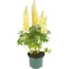 Lupine, In 23cm-pot -Exporteren Tuin Helper Winkel lupine in 23cm pot 1000x1000 627b6e69acd34 l
