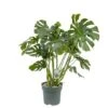 Monstera Deliciosa, In 27cm-pot