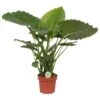 Olifantsoor (Alocasia 'California'), In 21cm Pot 85cm Hoog