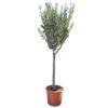 Olijfboom 160cm, In 27cm-pot -Exporteren Tuin Helper Winkel olijfboom 160cm in 27cm pot 1000x1000 62568eabda9e9 l