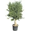 Olijfboom Groot, 30cm Stamomtrek -Exporteren Tuin Helper Winkel olijfboom groot 30cm stamomtrek 1000x1000 62568eda34493 l