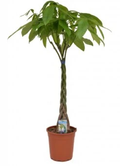 Pachira Aquatica, In 24cm-pot 135cm Hoog