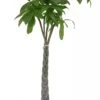 Pachira Aquatica, In 27cm-pot 150cm Hoog 2 Pachira Aquatica, In 27cm-pot 150cm Hoog -Exporteren Tuin Helper Winkel pachira aquatica 150cm hoog in 27cm pot 958x1536 61cc72b43d196 l