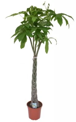 Pachira Aquatica, In 27cm-pot 150cm Hoog