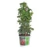 Passiflora, In 19cm-pot -Exporteren Tuin Helper Winkel passiflora in 19cm pot 1000x1000 645385e17d30b l