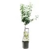 Perenboom (Pyrus Comm. Doyenné Du Comice Laag), In Pot -Exporteren Tuin Helper Winkel peer pyrus comm doyenne du comice laag 1500x1500 623c767bf3b48 l