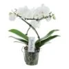 Phalaenopsis Balletto Wing 2 Tak, Minimaal 16 Bloemen 1 Phalaenopsis Balletto Wing 2 Tak, Minimaal 16 Bloemen -Exporteren Tuin Helper Winkel phalaenopsis balletto wing 2 tak minimaal 16 bloemen 1615997131 l