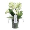 Phalaenopsis Boquetto Sensation 3 Tak, Minimaal 30 Bloem -Exporteren Tuin Helper Winkel phalaenopsis boquetto sensation 3 tak minimaal 30 bloem 1616056692 l