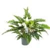 Philodendron Rambo, In 27cm-pot -Exporteren Tuin Helper Winkel philodendron rambo in 27cm pot 600x468 61fce47114095 l