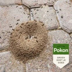 Pokon Tegen Mieren Korrels 400gr -Exporteren Tuin Helper Winkel pokon tegen mieren korrels 400gr 1000x1000 6221fb52c5ede l