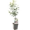 Pruimenboom (Prunus Dom. Hauszwetsche Patio), In Pot -Exporteren Tuin Helper Winkel pruim prunus dom hauszwetsche patio 1500x1500 623c76efb2052 l