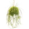 Rotskoraal (Rhipsalis Cassutha), In 21cm-hangpot