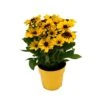 Rudbeckia 'Little Gold Star' -Exporteren Tuin Helper Winkel rudbeckia little gold star 1000x1000 62de53509874f l