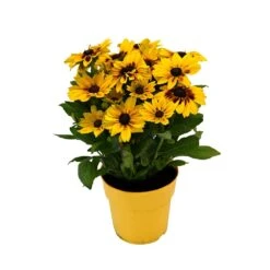 Rudbeckia 'Little Gold Star'