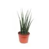 Sansevieria Mikado, In 14cm-pot -Exporteren Tuin Helper Winkel sansevieria mikado in 14cm pot 1612533699 l