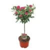 Stamroos 60cm Hoog -Exporteren Tuin Helper Winkel stamroos 60cm hoog 1000x1000 6439441874c1b l