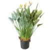 Strelitzia Reginae, In 40cm-pot 160cm Hoog -Exporteren Tuin Helper Winkel strelitzia reginae 160cm in 40cm pot 1000x1000 625410aaf29bd l