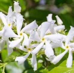 Toscaanse Jasmijn XL 95cm Hoog, In 17cm-pot -Exporteren Tuin Helper Winkel toscaanse jasmijn xl 95cm hoog in 17cm pot 3366x3307 6479ef3d08f3e l